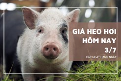 Giá heo hơi mới nhất ngày 3/7 cao nhất 69.000 đồng/kg, giảm nhẹ 1.000 đồng/kg