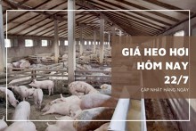Đầu tuần ngày 22/7, giá heo hơi đứng yên, cao nhất 66.000 đồng/kg