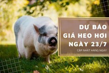 Dự báo giá heo hơi ngày 23/7 giảm ở nhiều địa phương?