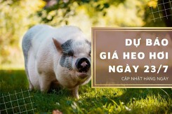 Dự báo giá heo hơi ngày 23/7 giảm ở nhiều địa phương?