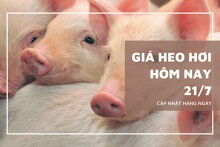 Thị trường ngày 21/7, giá heo hơi tuần sau vẫn giảm ở nhiều địa phương?