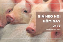 Thị trường ngày 21/7, giá heo hơi tuần sau vẫn giảm ở nhiều địa phương?