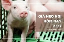 Giá heo hơi mới nhất hôm nay (23/7) trái chiều 1.000 đồng/kg, cao nhất 66.000 đồng/kg