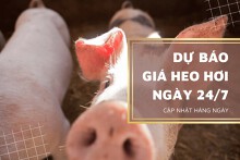 Dự báo giá heo hơi sẽ có xu hướng tăng trở lại trong ngày 24/7?