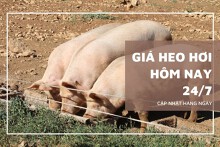 Giá heo hơi hôm nay 24/7 tăng nhẹ 1.000 đồng/kg ở khu vực phía Nam