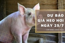 Dự báo giá heo hơi ngày 25/7 tăng trở lại ở nhiều nơi?