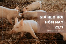 Giá heo hơi tiếp tục tăng 1.000 đồng/kg vào đầu phiên ngày 25/7