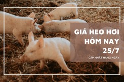 Giá heo hơi tiếp tục tăng 1.000 đồng/kg vào đầu phiên ngày 25/7