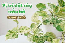 Những vị trí đặt cây trầu bà trong nhà hợp phong thuỷ giúp gia chủ thu hút nhiều tài lộc