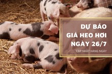 Dự báo giá heo hơi sẽ quay lại xu hướng giảm trong ngày 26/7?