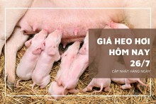 Ngày 26/7, giá heo hơi giảm nhẹ 1.000 đồng/kg ở một vài nơi