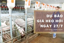Dự báo giá heo hơi ngày 27/7 tiếp đà tăng nhẹ ở một vài nơi?