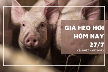 Đầu phiên 27/7, giá heo hơi ổn định, neo cao ở mức 66.000 đồng/kg