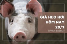 Giá heo hơi mới nhất ngày 29/7, thị trường giảm nhẹ 1.000 đồng/kg