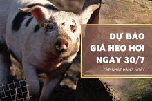 Thị trường ngày 30/7, dự báo giá heo hơi tiếp tục giảm rải rác ở nhiều địa phương?