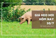 Giá heo hơi ngày 30/7 chững lại, thấp nhất 62.000 đồng/kg