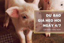 Dự báo giá heo hơi sẽ có xu hướng đi ngang trong ngày 4/7?