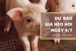Dự báo giá heo hơi sẽ có xu hướng đi ngang trong ngày 4/7?