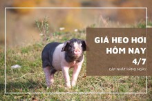 Sáng ngày 4/7, giá heo hơi cao nhất ở mức 69.000 đồng/kg