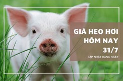 Thị trường ngày 31/7, giá heo hơi giảm nhẹ 1.000 đồng/kg tại vài nơi