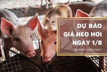 Dự báo giá heo hơi ngày 1/8 sẽ trở lại xu hướng tăng tại nhiều nơi?