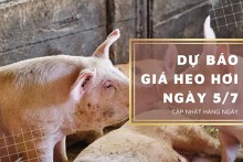 Ngày 5/7, dự báo giá heo hơi có thể giảm ở một vài nơi?