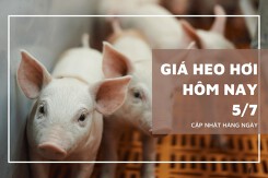 Giá heo hơi ngày 5/7 tăng đến 2.000 đồng/kg ở hai miền Bắc, Trung