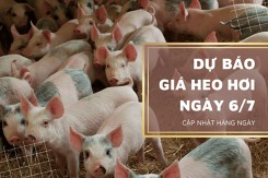 Thị trường ngày 6/7, giá heo hơi sẽ đi ngang trên diện rộng?