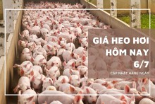 Giá heo hơi hôm nay 6/7 cao nhất 69.000 đồng/kg