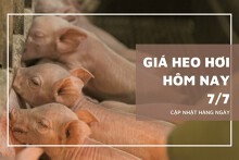 Thị trường ngày 7/7, giá heo hơi tuần sau vẫn tăng giảm không đồng nhất?