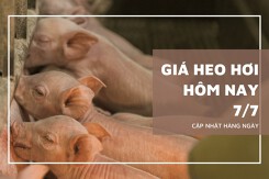 Thị trường ngày 7/7, giá heo hơi tuần sau vẫn tăng giảm không đồng nhất?