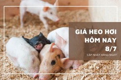 Giá heo hơi đầu tuần 8/7 điều chỉnh trái chiều