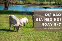 Dự báo giá heo hơi ngày 9/7 tăng giảm trái chiều tại nhiều địa phương?