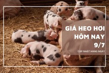Giá heo hơi hôm nay (9/7) trái chiều, cao nhất 69.000 đồng/kg