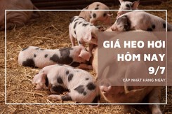 Giá heo hơi hôm nay (9/7) trái chiều, cao nhất 69.000 đồng/kg