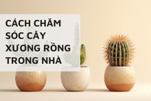 Cách chăm sóc cây xương rồng trong nhà tươi tốt, nở hoa