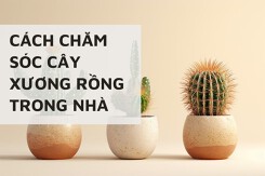Cách chăm sóc cây xương rồng trong nhà tươi tốt, nở hoa