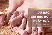 Dự báo giá heo hơi ngày 10/7, thị trường tiếp đà lao dốc?