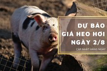 Dự báo giá heo hơi ngày 2/8 duy trì đà tăng nhẹ?