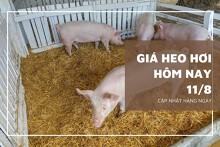 Giá heo hơi hôm nay 11/8, thị trường tuần sau tiếp tục điều chỉnh trái chiều?