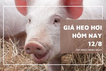 Giá heo hơi phiên đầu tuần ngày 12/8 lặng sóng toàn vùng, thấp nhất 61.000 đồng/kg