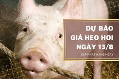 Dự báo giá heo hơi ngày 13/7, thị trường đồng loạt chững giá?