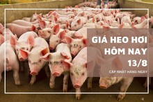 Ghi nhận ngày 13/8, giá heo hơi đi ngang ở nhiều nơi
