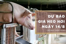Dự báo giá heo hơi ngày 14/8 tiếp tục đi ngang ở nhiều nơi?