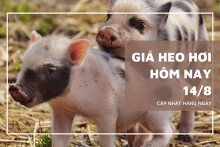 Giá heo hơi mới nhất ngày 14/8, thị trường vẫn đứng yên, thấp nhất 61.000 đồng/kg