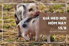 Giá heo hơi ngày 15/8 đi ngang ở nhiều địa phương trên cả nước