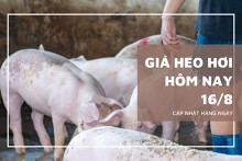 Giá heo hơi ngày 16/8, miền Bắc ổn định, hai miền Trung, Nam có biến động nhẹ