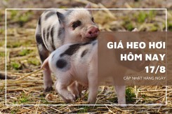 Ngày 17/8, giá heo hơi dao động từ 61.000 đồng/kg đến 66.000 đồng/kg