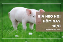 Giá heo hơi mới nhất ngày 18/8, thị trường tuần tới có xu hướng tăng giảm trái chiều?