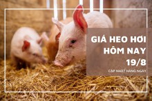 Thị trường đầu tuần 19/8, giá heo hơi đồng loạt ổn định